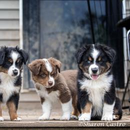 Miniature American Shepherd Puppies from Callen Kennels