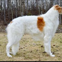 Borzoi All Grown Up from Summerlane Borzoi