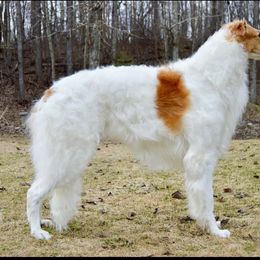 Borzoi All Grown Up from Summerlane Borzoi