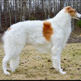 Borzoi All Grown Up from Summerlane Borzoi