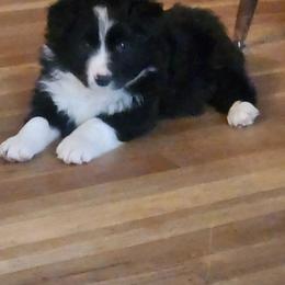 Comet - Black and white male Border Collie puppy in Powder Springs, Georgia from Snowbird Border Collies