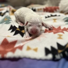 Jill - White female Great Pyrenees puppy in Pittsboro, Indiana from Blackmore Farm