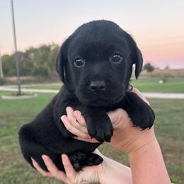 Smokey - Black male Labrador Retriever puppy in Garnett, Kansas from Timberland Creek Labradors