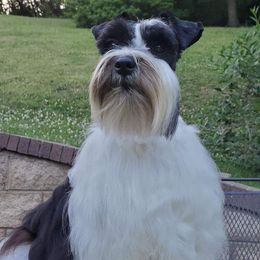 Bentley - Miniature Schnauzer