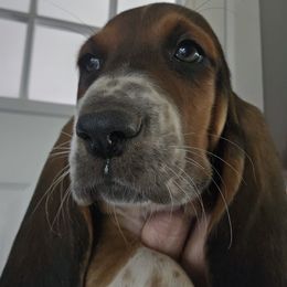 Gray Collar Boy - Black brown and white male Basset Hound puppy in Richland Hills, Texas from The Basset Family