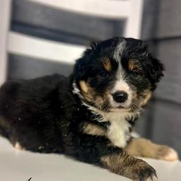 Amor - Black tri male Miniature Australian Shepherd puppy in St.James, Missouri from Vineyard Ridge Mini Aussies