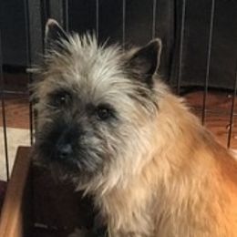 Border Collie, Boston Terrier, and Cairn Terrier All Grown Up from Stoneridge kennel