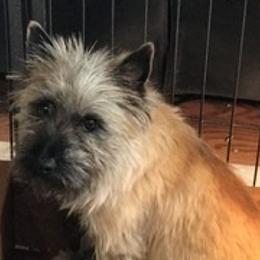 Border Collie, Boston Terrier, and Cairn Terrier All Grown Up from Stoneridge kennel