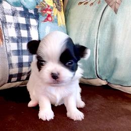 JINGLE - Black and white male Chihuahua puppy in Richmond, Virginia from Bayberry ChihuahuasTM