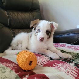Light - Red merle male Border Collie puppy in Morgan, Texas from Shooting Star Ranch