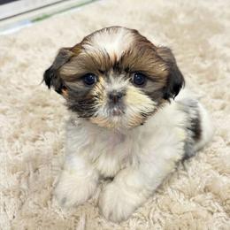 Una - Tricolor female Shih Tzu puppy in Bourne, Massachusetts from Shih Tzu Pups