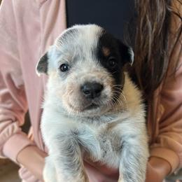 Boy 4 - Blue male Australian Cattle Dog puppy in Irvington, Kentucky from Dry Valley’s Australian Cattle Dogs