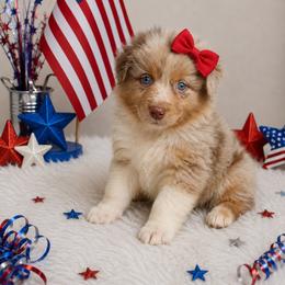 Poppy-2500-ready to go - Red merle female Australian Shepherd puppy in Star City, Arkansas from Blush & Lace Aussie Co.