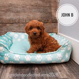 John B (Brownie) - Red male Golden Aussiedoodle puppy in Hyrum, Utah from Goldendoodledoo Farms
