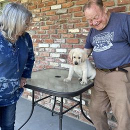 Labrador Retriever Puppies from Red Barn Family Labs
