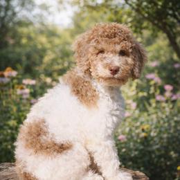 Hope - Brown and white female Bernedoodle puppy in Marion County, Ohio from Hatten Homestead Kennels