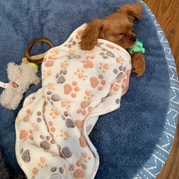 Cavalier King Charles Spaniel Puppies from JNJ Royal Cavaliers