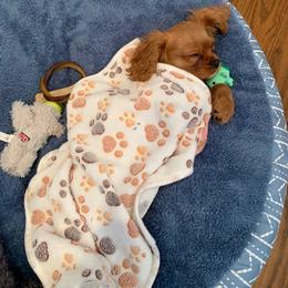 Cavalier King Charles Spaniel Puppies from JNJ Royal Cavaliers