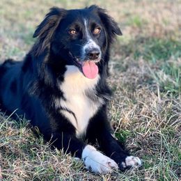 Laramie - Australian Shepherd