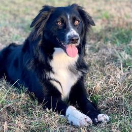 Laramie - Australian Shepherd