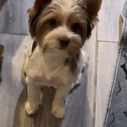 Hazel - Yorkshire Terrier