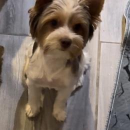 Hazel - Yorkshire Terrier