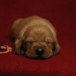 Basset Fauve de Bretagne and German Wirehaired Pointer Puppies from Afterhours German Wirehaired Pointers and Basset Fauve de Bretagne