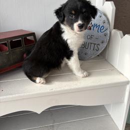 Leprechaun - Black tri male Miniature Australian Shepherd puppy in Nashville, Tennessee from Little B’s Aussies