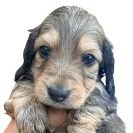 AKC Ch Sired Cream Male - Cream male Dachshund puppy in Medina, Ohio from STORIED DOXIES