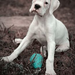 Amalfi - White male Boxer puppy in Grand Island, Florida from Seas The Day