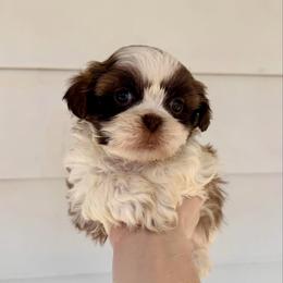Will - Liver and white male Shih Tzu puppy in Stroud, Oklahoma from Laik’s Little Shihtz & Poms