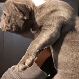 French Bulldogs and Great Danes from Reinwater