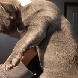 French Bulldogs and Great Danes from Reinwater