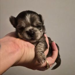 Yuki - Merle female Chihuahua puppy in Silver Summit, Utah from Snow Peak Kennel