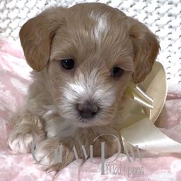 Jasmine - Apricot female Maltipoo puppy in Spring, Texas from GlamPaw Maltipoos