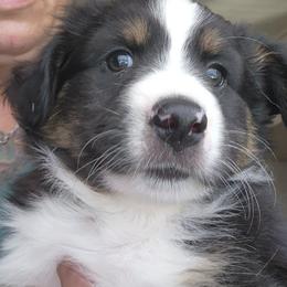 White-Green (collar color) you name him - Black tri male Miniature American Shepherd puppy in Centralia, Washington from Blackjack Mini Aussies