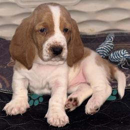 YELLOW girl Maggie - Red and white female Basset Hound puppy in Saint Cloud, Florida from Mockingbird Hollow Bassets