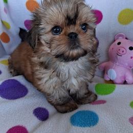 Echo - Red female Shih Tzu puppy in Sulpher Springs, Texas from Pams Precious Shih Tzus