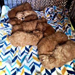 Cavapoo Puppies from Quentin