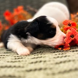 Black tri 2 - Black tri male Miniature Australian Shepherd puppy in New Bern, North Carolina from KD Miniature Aussies