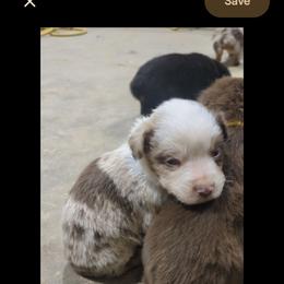 Todd - Red merle male Australian Shepherd puppy in Almo, Kentucky from Riley's Paw Pals