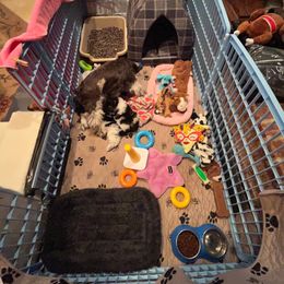 Miniature Schnauzer Puppies from Von Baron Schnauzers