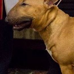 Miniature Bull Terriers from Hellion MBTs