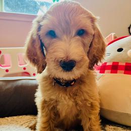 Boy 5 - male Goldendoodle puppy in Humble, Texas from Donna Bear and the Golden Doodles