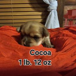Miracle - Chocolate female Morkie puppy in Terrell, Texas from PBJ Farms