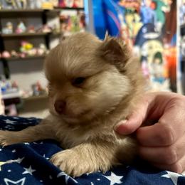 Micah - Chocolate sable male Pomeranian puppy in Springfield, Missouri from Hope Mountain Pomeranians