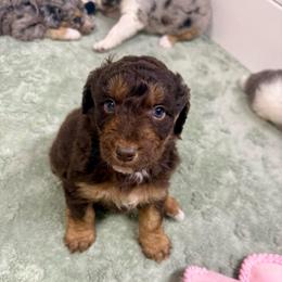 Keebler - Red tri-color male Aussiedoodle puppy in Heber City, Utah from Junipersdoodles