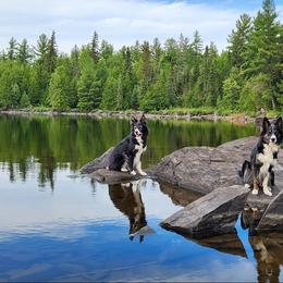 Border Collies from Zealous Border Collies