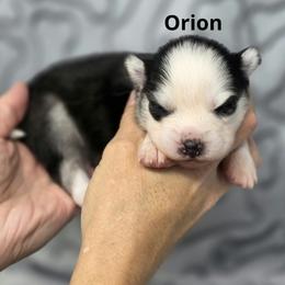 Orion - Black and white male Pomsky puppy in Fredericksburg, Virginia from Purely Pomskies