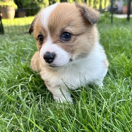 Pembroke Welsh Corgis from Fern Canyon Corgis